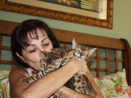 exotic bengal kittens in s FL
