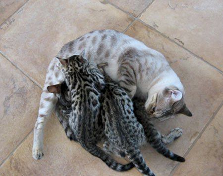 bengal cats in Orlando Florida  West Palm Beach Florida  Ocala Florida  Miami Florida  Tampa Florida  Sarasota Florida