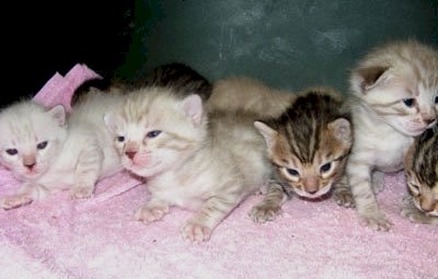 bengal kittens for sale in south FL
