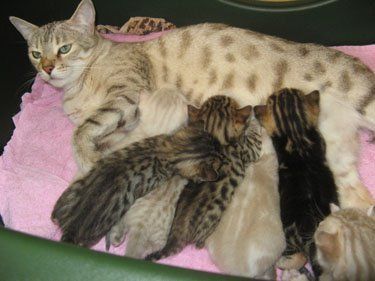 bengal kittens for sale in south FL