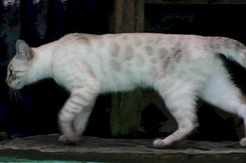 bengals in Orlando Florida  West Palm Beach Florida  Ocala Florida  Miami Florida  Tampa Florida  Sarasota Florida