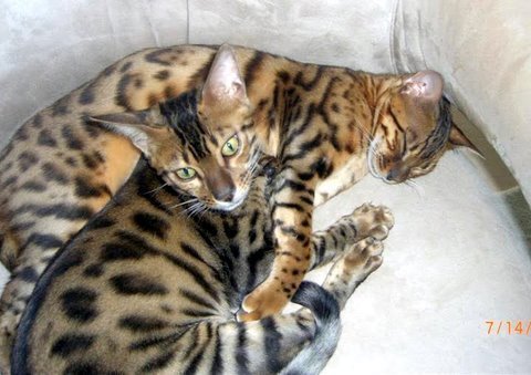 two bengal cats cuddling