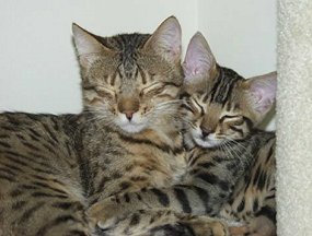 bengal kitten snuggling with mom
