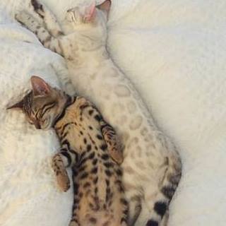 snow bengal cuddling with brown rosetted bengal