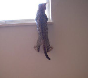 bengal cat hanging from window