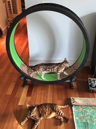 bengal cat on cat exercise wheel