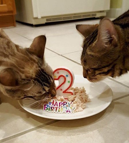 bengals celebrating birthday eating cake