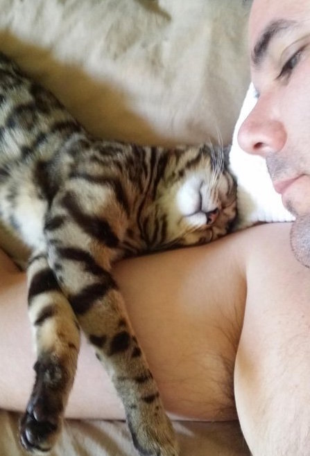 bengal cat snuggling and cuddling