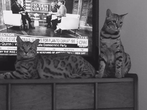 bengal cats watching tv