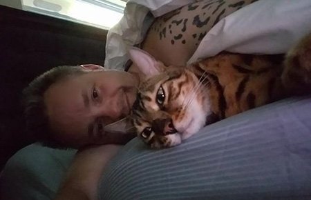bengal cat snuggling in bed