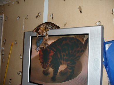 bengal cat playing with tv screen