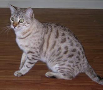bengal kittens in Orlando Florida  West Palm Beach Florida  Ocala Florida  Miami Florida  Tampa Florida  Sarasota Florida