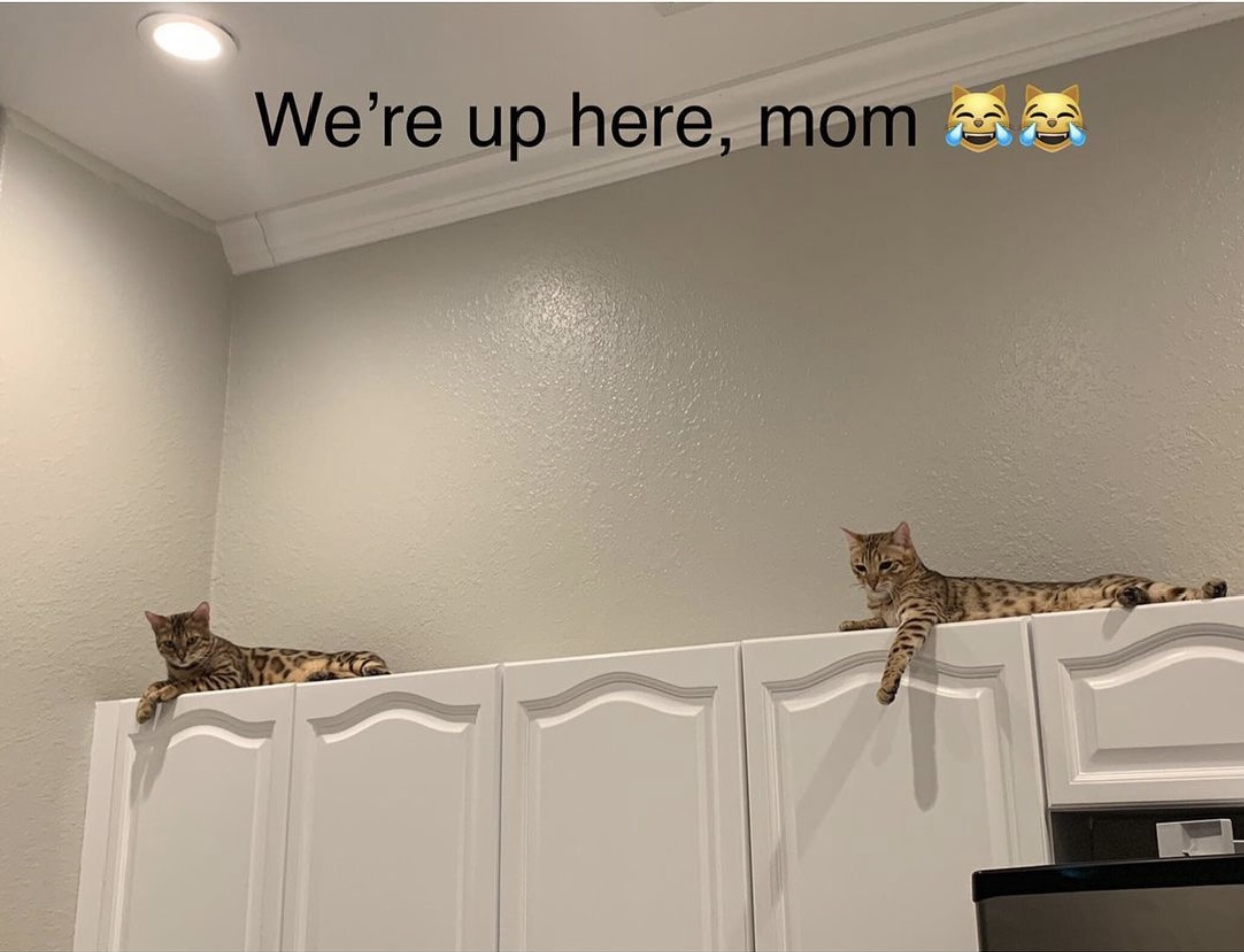 bengals hanging out ontop of kitching cupboards
