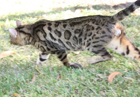 Bengal kittens, ZawieCo Bengal cat breeders, Bengal kittens for sale in Florida, Bengal cats for sale Florida, Bengal cats Florida, bengal kittens Florida, Snow bengals, Charcoal bengals, Charcoal snow bengals