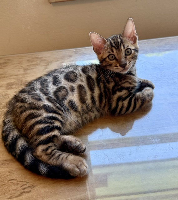 beautiful bengal kittens for sale in florida
