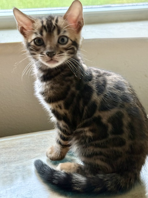 beautiful bengal kittens for sale in florida