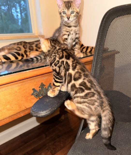 beautiful snow mink bengal kittens for sale in florida