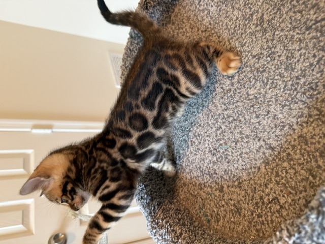 beautiful snow mink bengal kittens for sale in florida