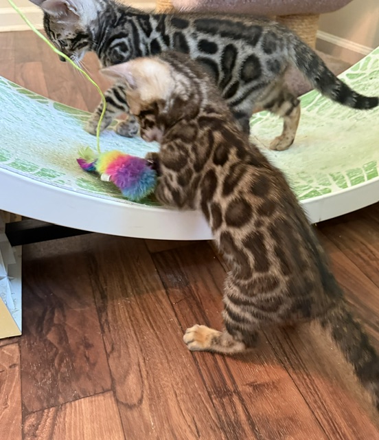 beautiful snow mink bengal kittens for sale in florida