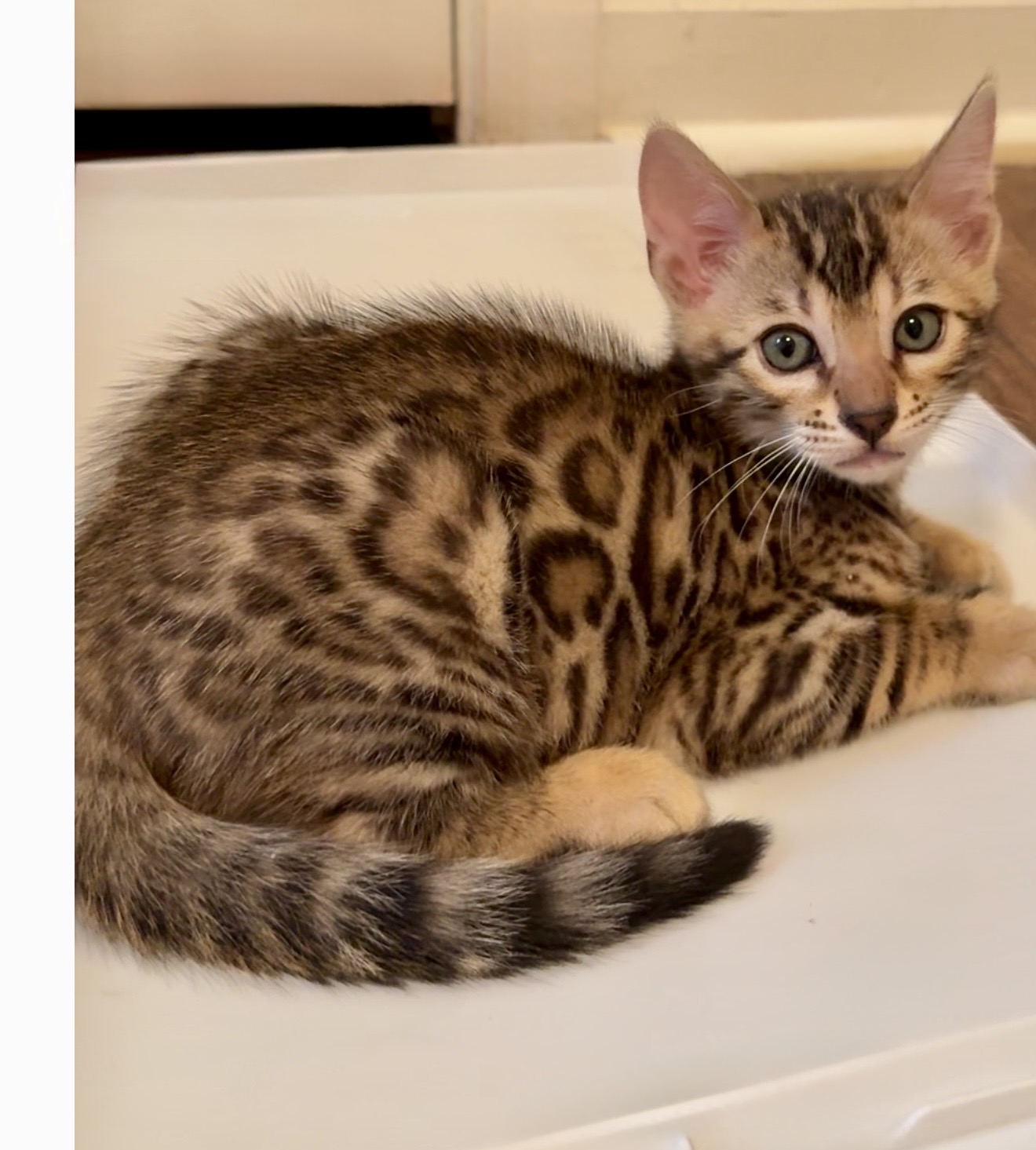 beautiful snow mink bengal kittens for sale in florida