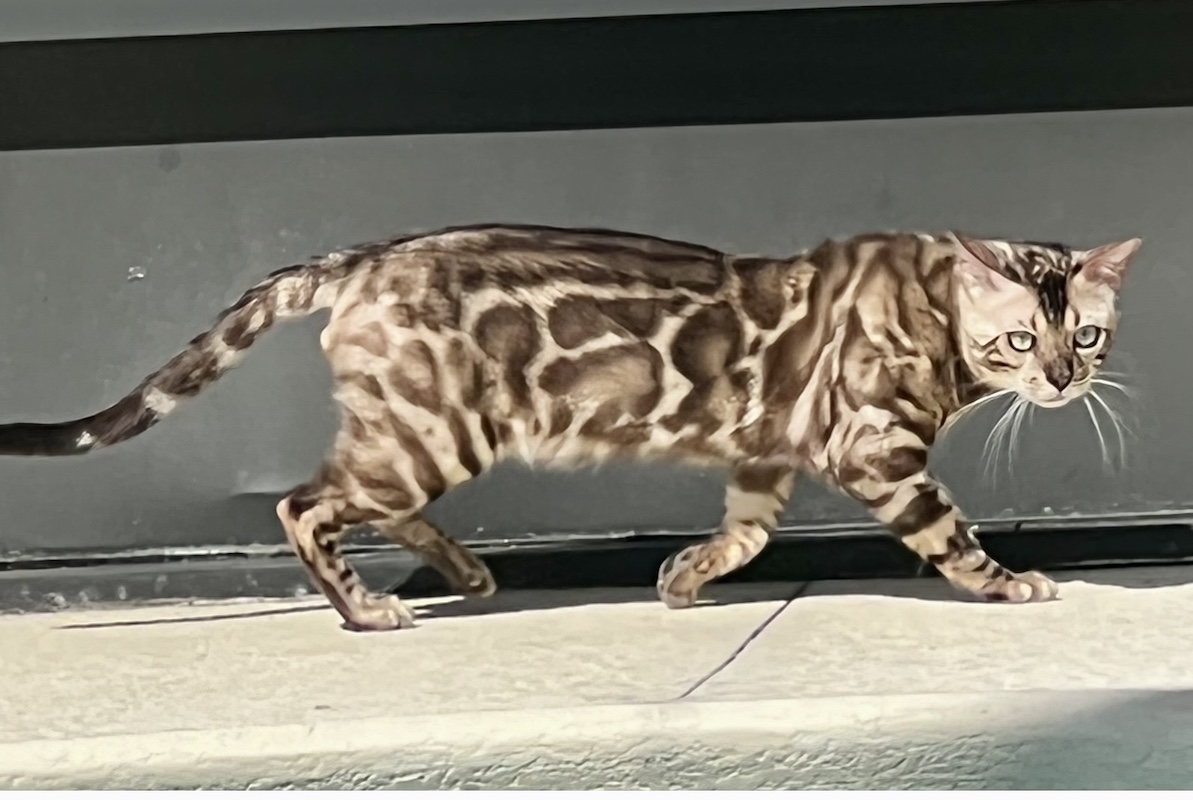 male bengal cat