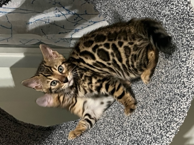 available bengal kittens for sale in Florida