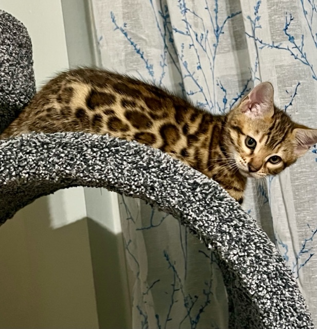 available bengal kittens for sale in Florida