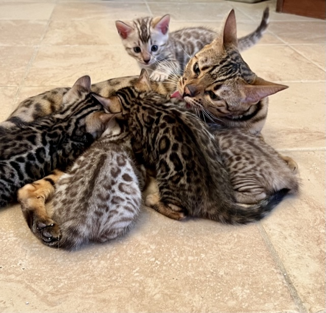 bengal with kittens