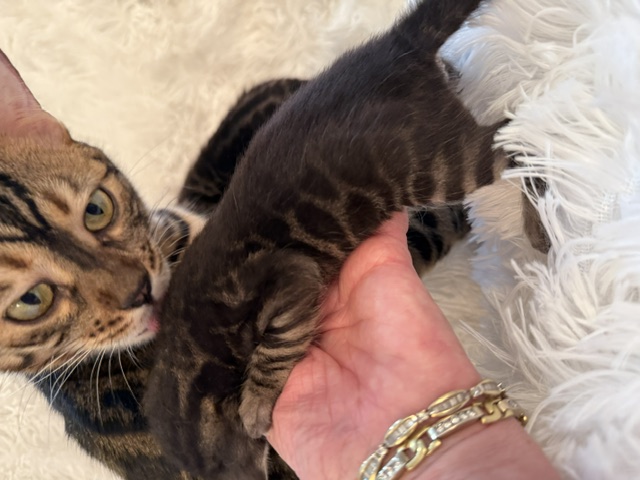 beautiful snow mink bengal kittens for sale in florida