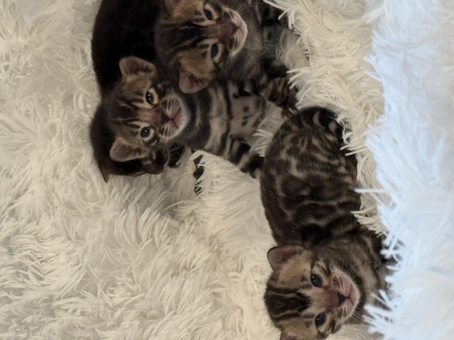 beautiful snow mink bengal kittens for sale in florida