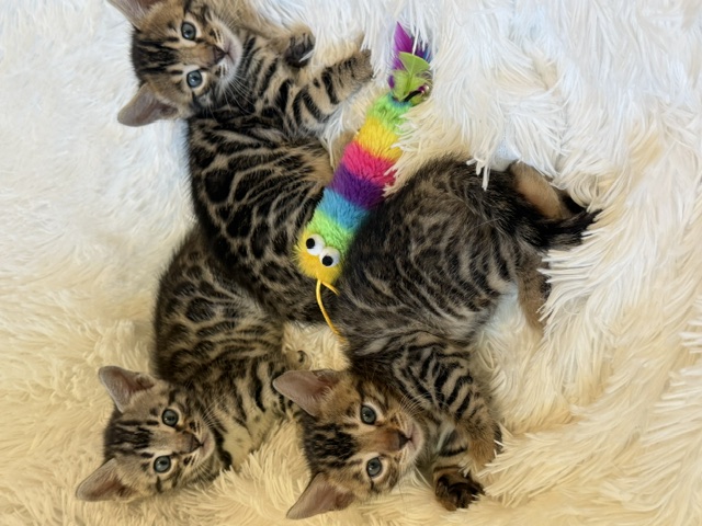 bengal kittens
