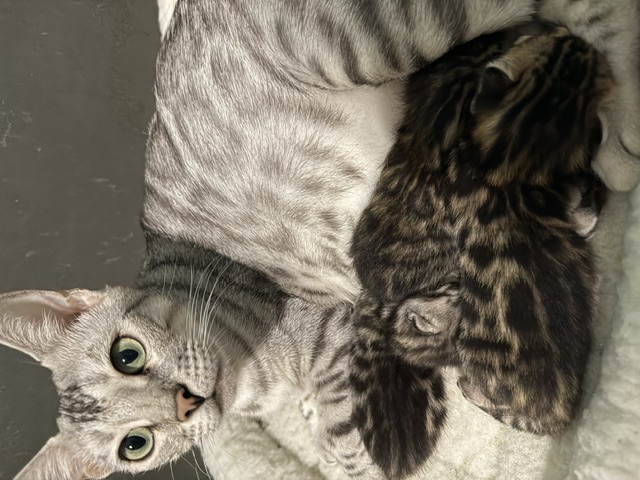 beautiful snow mink bengal kittens for sale in florida