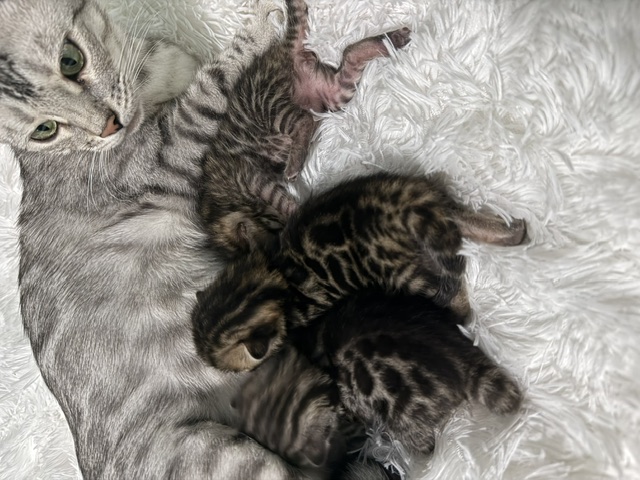 beautiful snow mink bengal kittens for sale in florida