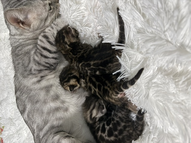 beautiful snow mink bengal kittens for sale in florida