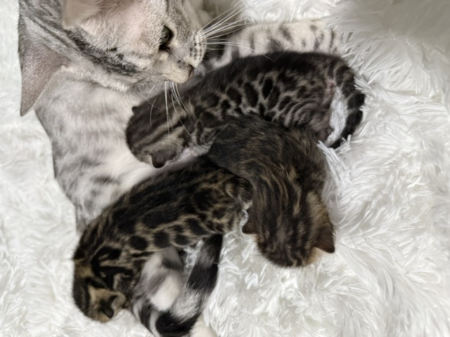 beautiful snow mink bengal kittens for sale in florida