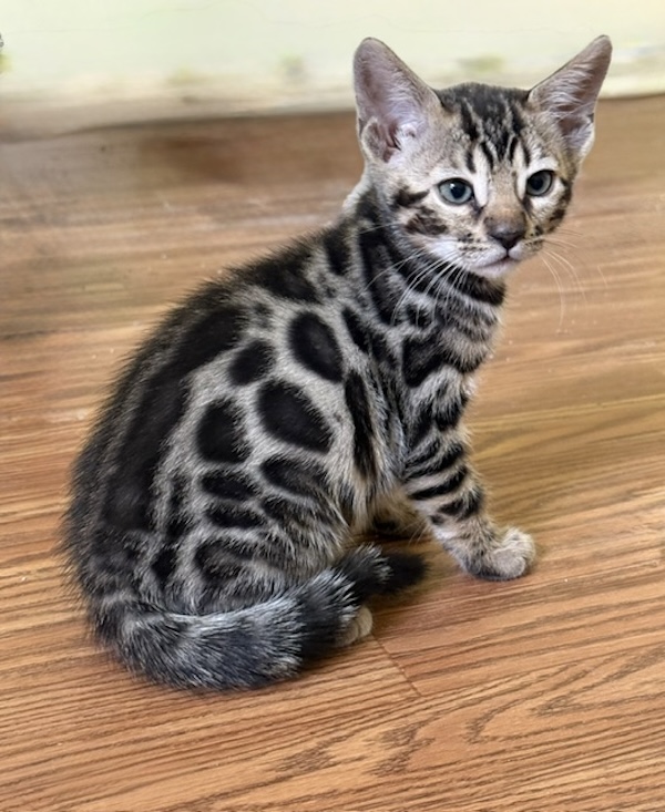 beautiful bengal kittens for sale in florida