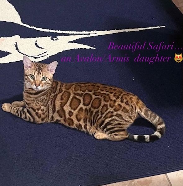 available bengal kittens for sale in Florida