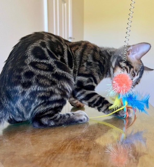 available bengal kittens for sale in Florida