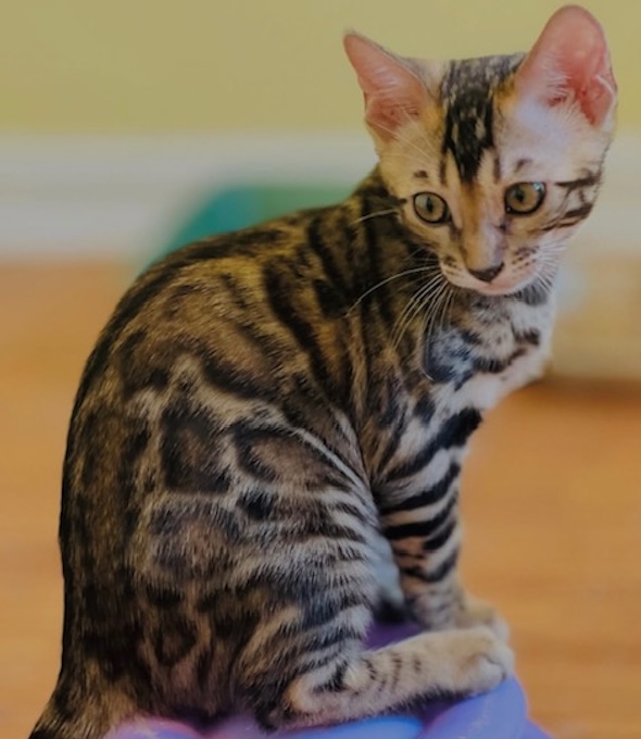 available bengal kittens for sale in Florida