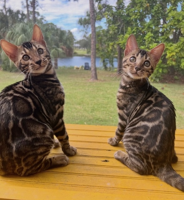available bengal kittens for sale in Florida