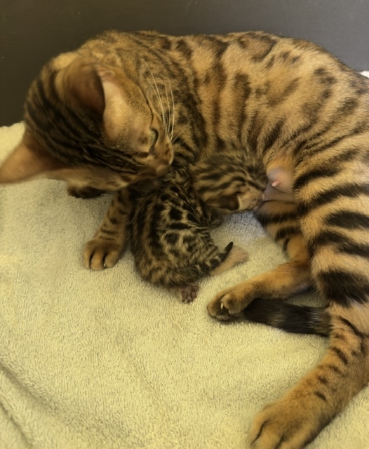 bengal kitten a few weeks old