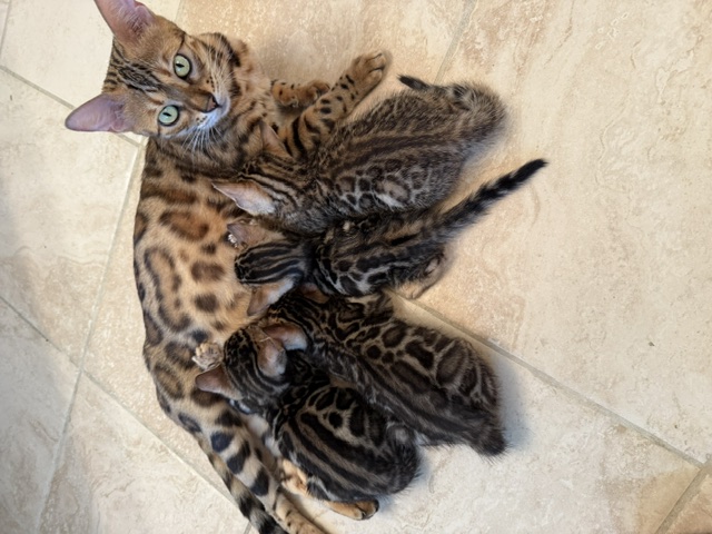 bengal kittens