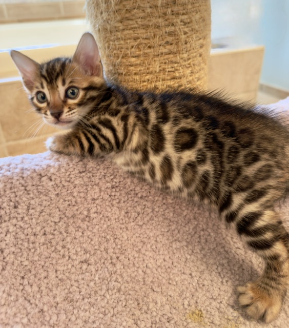 beautiful snow mink bengal kittens for sale in florida