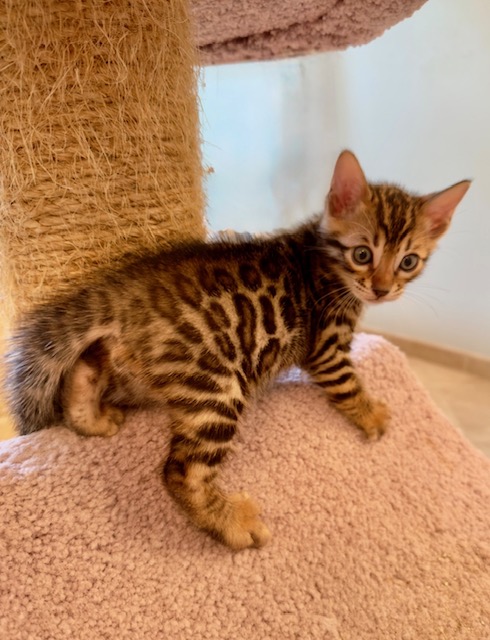 beautiful snow mink bengal kittens for sale in florida