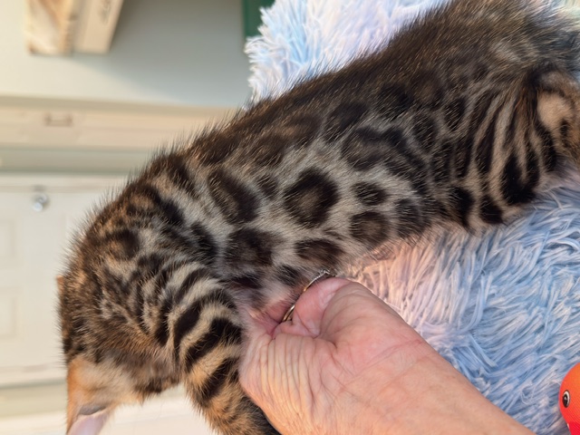 beautiful snow mink bengal kittens for sale in florida