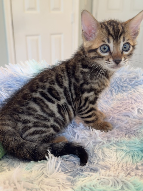 beautiful snow mink bengal kittens for sale in florida