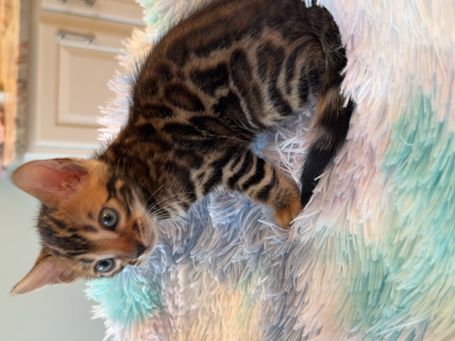 beautiful snow mink bengal kittens for sale in florida
