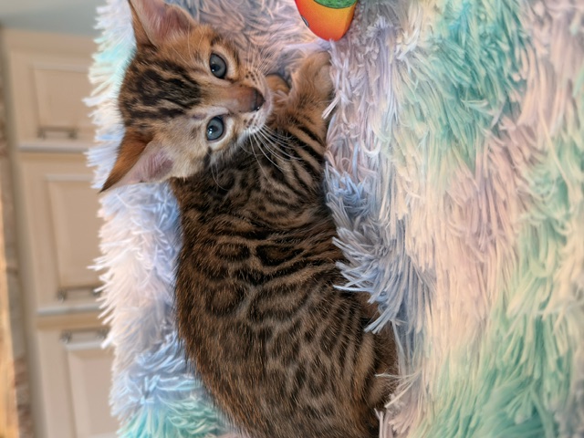 beautiful snow mink bengal kittens for sale in florida