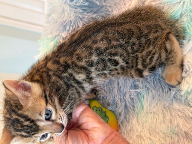 beautiful snow mink bengal kittens for sale in florida