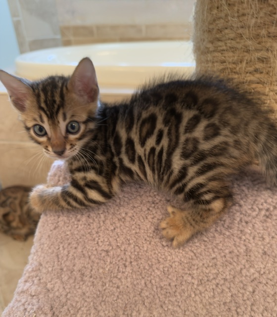 beautiful snow mink bengal kittens for sale in florida